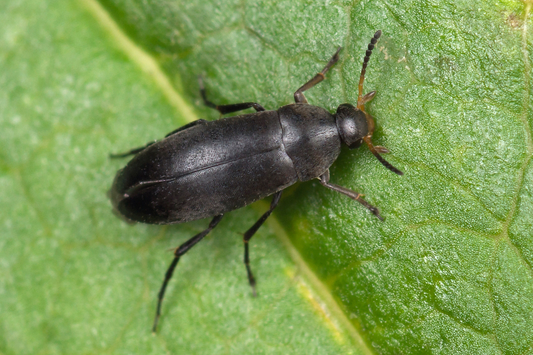 Anaspis frontalis