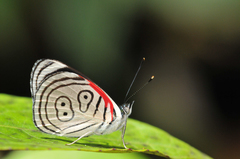 Diaethria euclides phlogeides