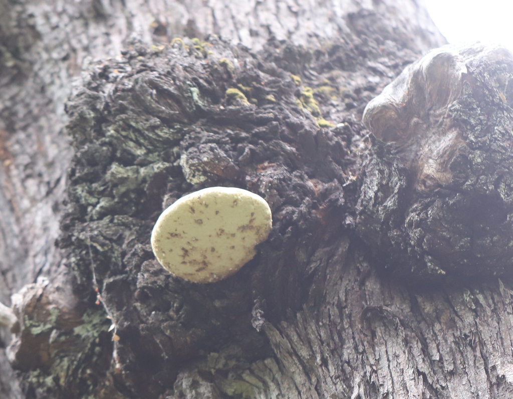 Laetiporus portentosus · April 2023 · photo: © steven-cyclist (iNaturalist, cc-by)