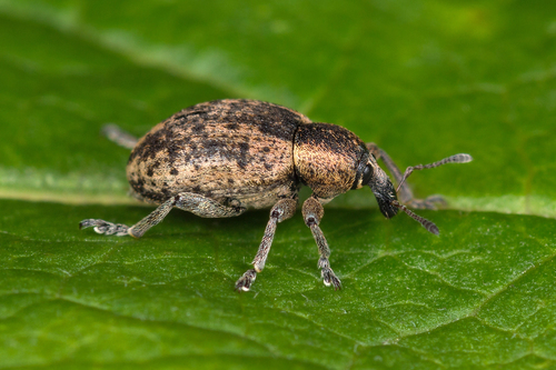 Hypera miles nuotrauka