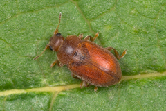 Coccidula rufa