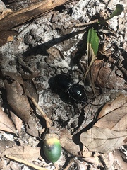 Pasimachus sublaevis