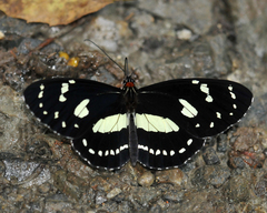 Elzunia humboldt