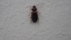 Olisthopus