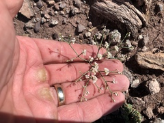 Eriogonum rotundifolium