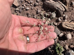 Eriogonum rotundifolium