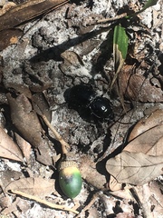 Pasimachus sublaevis