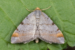 Macaria liturata