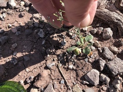 Eriogonum rotundifolium