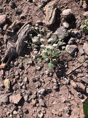 Eriogonum rotundifolium