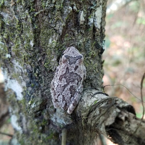 Pine Woods Tree Frog (Dryophytes femoralis), a species recorded in Florida