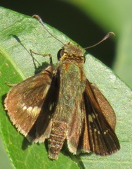 Platylesches moritili