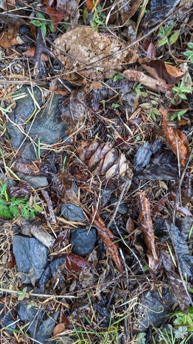 Pseudotsuga sinensis