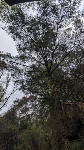 Pseudotsuga sinensis, photograph 1