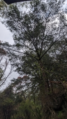 Pseudotsuga sinensis, photograph Cheng-Te Hsu, CC BY, iNaturalist via GBIF