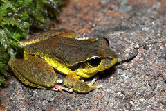 Ranoidea lesueuri