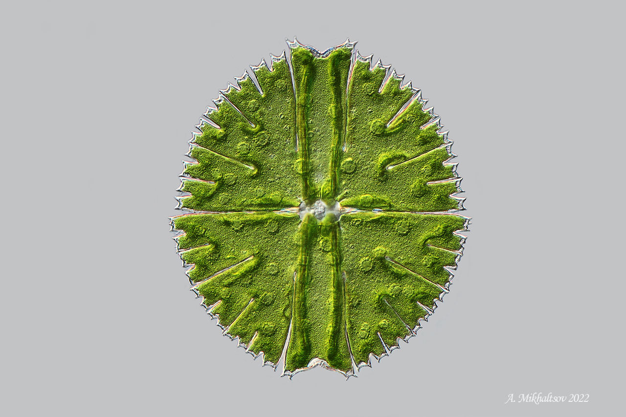 Micrasterias rotata