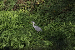 Ardea cinerea