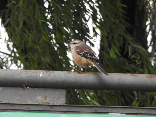 Chalk-browed Mockingbird (Mimus saturninus)