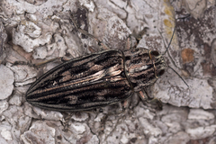 Chalcophora mariana