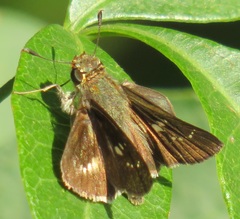 Platylesches moritili