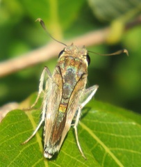 Platylesches moritili