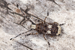 Platystomos albinus