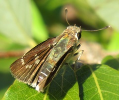 Platylesches moritili