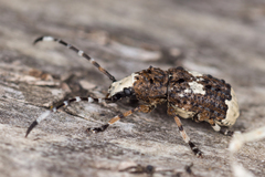 Platystomos albinus