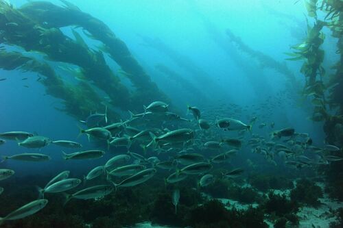 Pacific Chub Mackerel