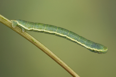 Trichopteryx carpinata