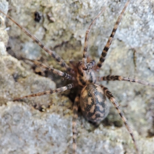 Rural Funnel-web Spider