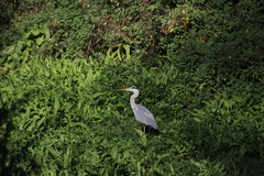 Ardea cinerea