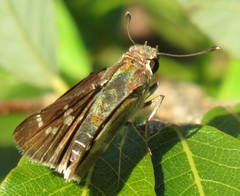 Platylesches moritili