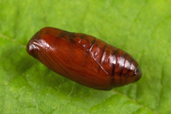 Eilema depressa