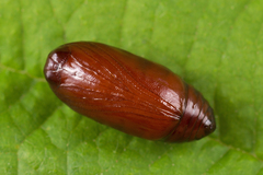 Eilema depressa