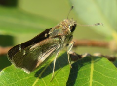 Platylesches moritili