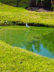 Egretta thula