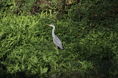 Ardea cinerea