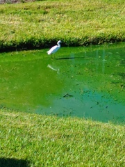 Egretta thula
