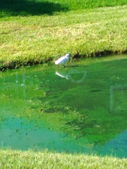 Egretta thula