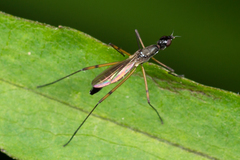 Micropeza corrigiolata