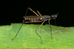 Micropeza corrigiolata