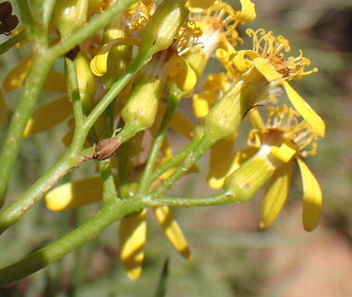 Image of Senecio linifolius by (c) Nicola van Berkel, some rights reserved (CC BY-SA)
