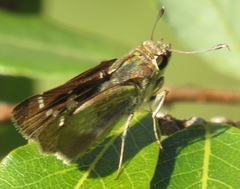 Platylesches moritili