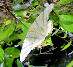 Ourapteryx sciticaudaria