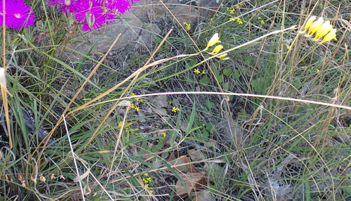 Image of Freesia corymbosa by (c) Nicola van Berkel, some rights reserved (CC BY-SA)