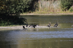 Phalacrocorax carbo