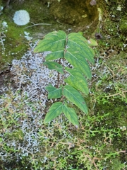 Hypericum grandifolium image