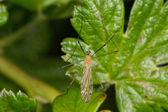 Limonia phragmitidis